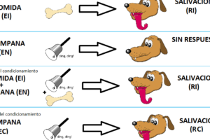 Condicionamiento Clásico En Perros