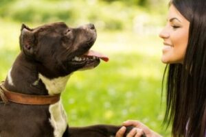 Consejos Para Enseñar A Mi Perro A Usar Collar Y Correa