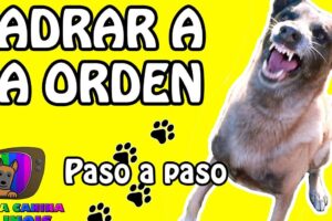 Enseñar A Tu Perro A Ladrar A La Orden