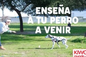 Enseñar Al Perro A Venir