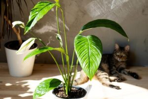 Armonรญa en casa: Descubre quรฉ plantas puedes tener junto a tu gato y cuรกles debes evitar