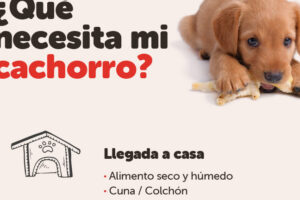 Guรญa esencial para el cuidado de cachorros: Todo lo que debes saber en sus primeros meses