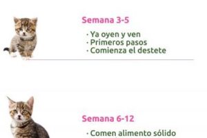 Los imprescindibles cuidados para gatitos reciรฉn nacidos: ยกGarantiza su salud y bienestar!
