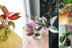 12 plantas de interior rosa para crecer en el agua