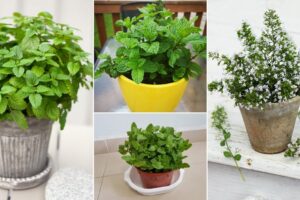 27 tipos de variedades de menta para cultivar en el jardín