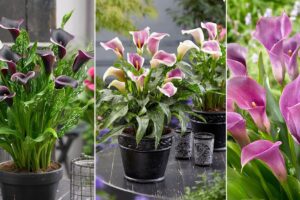 5 variedades raras de calla blanco y morado para su jardín