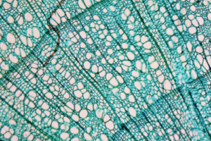 Diferencia entre Cambium vascular y Cambium de corcho