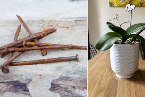 Como las uñas oxidadas pueden salvar sus plantas moribundas