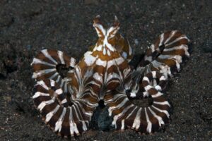 14 nombres de animales extraños que no creeis que son reales