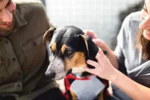 Adopción de perros: Descubre las historias que cambiarán tu vida y aprende cómo marcar la diferencia