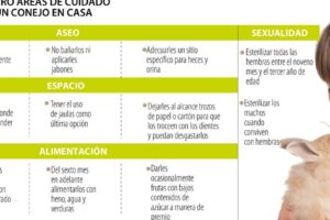 Consejos esenciales para lograr una convivencia armoniosa entre tu conejo y otras mascotas