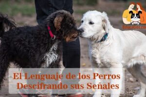 Descifrando a tu peludo: Aprende a entender el lenguaje y comportamiento de tu perro