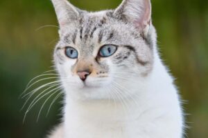 Descifrando los secretos felinos: Descubre los misterios detrรกs del comportamiento de tus gatos