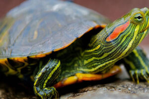 Descubre las increíbles Razas de tortugas: Del Galápago a la Tortuga de Orejas Rojas, ¡conoce sus secretos más sorprendentes!