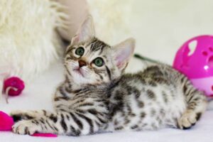¡Diviértete con tu gato! Descubre los mejores juguetes y trucos para mantenerlo activo y feliz