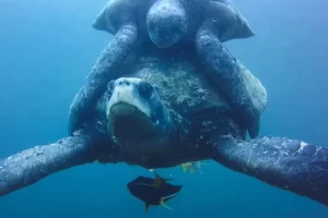 El fascinante mundo de las tortugas: Descubre cómo entender su comportamiento y comunicación