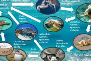 El misterio revelado: El asombroso ciclo de la vida en las tortugas