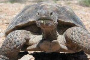 El refugio ideal: Crea el hábitat perfecto para tu tortuga doméstica