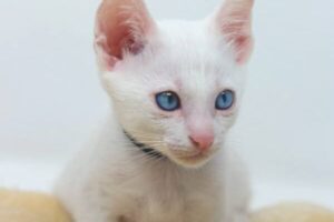Guía completa: Cuidados y curas para tu gato. Todo sobre la salud felina y cómo prevenir las enfermedades más comunes