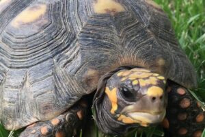 Guía completa para socializar tortugas con otras mascotas: ¡Logra un hogar armonioso!