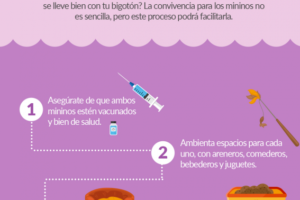 Guรญa definitiva para introducir un nuevo gato en casa: Consejos infalibles para una convivencia armoniosa