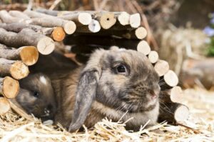 Juguetes y actividades: Descubre cómo mantener a tu conejo feliz y entretenido