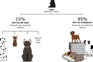 La historia y evolución de las razas de perros