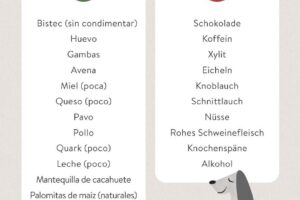 Los alimentos esenciales para la salud de tu perro: Una guía de nutrición canina