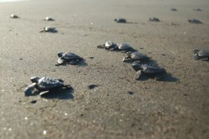 Salvando a las Tortugas: La clave para su supervivencia y cómo tú puedes ayudar