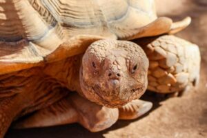 Tortugas sanas y felices: Guía completa para prevenir y tratar enfermedades comunes