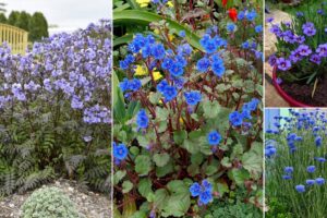 13 mejores plantas de flores silvestres azules