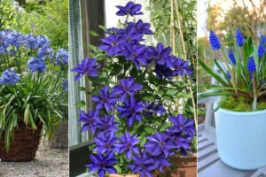 14 impresionantes flores azules reales