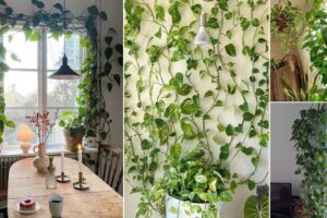 15 increíbles ideas de cortinas de Pothos