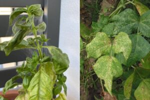 4 primeros signos de ácaros en las plantas + Consejos de prevención