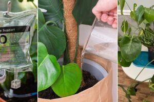 8 consejos de riego Pro Monstera que todo el mundo debería saber
