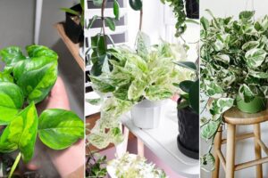 Las 9 mejores plantas de pothos variegadas