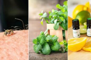 9 consejos sobre cómo repeler las abejas de sudor de forma natural
