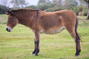 17 animales híbridos que no creerá que existen