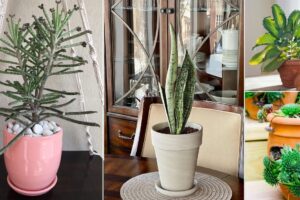 10 plantas que nunca mueren aunque intente matarlas