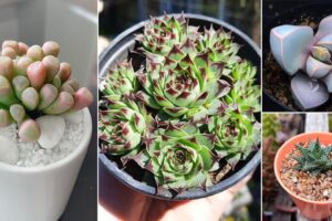 25 pequeñas suculentas para un bonito jardín