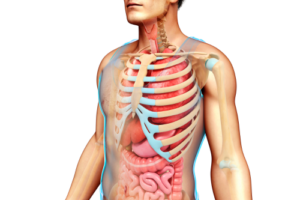 Diferencia entre abdominales y costillas