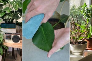 Rutina del día del balneario de las plantas: 6 mejores trucos para plantas felices