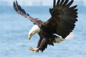 ¿Qué significa cuando ves un águila calva?