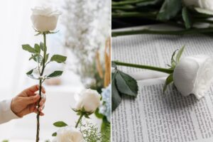 ¿Qué significa una rosa blanca cuando alguien te la regala?