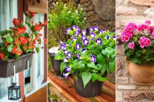 11 flores que parecen impatiens
