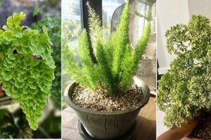 6 plantas que parecen helechos de espárragos