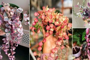 7 preciosos viñedos de interior rosa