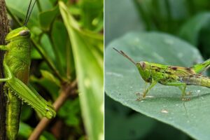 Grasshopper Significado espiritual y simbolismo