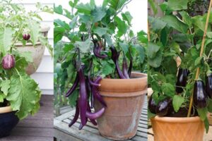 Cómo hacer crecer una berenjena en una olla