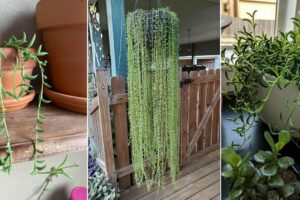 Cómo cultivar una cadena de plátanos mejor que los centros de jardinería